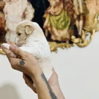 واگذاری شیزو فلت