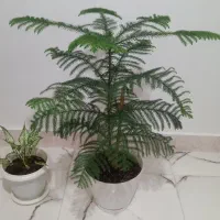 کاج مطبق