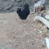 مرغ گلین|حیوانات مزرعه|فارسان, |دیوار