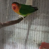 5جفت کوتوله