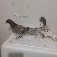 کفتر پرستی|پرنده|برخوار, |دیوار