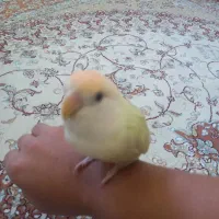 کوتوله برزیلی کاملا دستی|پرنده|رضوانشهر, |دیوار