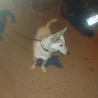 سگ پیدا شده