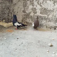 کفتر سینه ای|پرنده|شوشتر, |دیوار