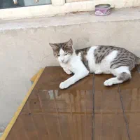 واگذاری گربه رایگان|گربه|اراک, |دیوار