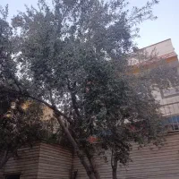منزل-فروشی