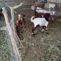 بز اسراعیلی