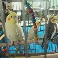 عروس هلندی