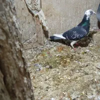 پلاکی گرفته|حیوانات|ایوان, |دیوار