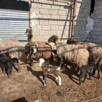 5عدد گوسفند و بره|حیوانات مزرعه|بهبهان, |دیوار