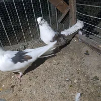 کبوتر پشت دار|پرنده|جیرفت, |دیوار