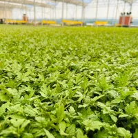 نشا|عمدهفروشی|زابل, |دیوار