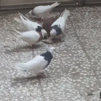 طوقی هفت رنگ زرد سیاه