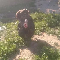 بوغلمون نروماده