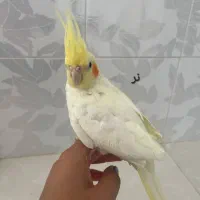جوجه عروس هلندی نر و ماده ۵ ماهه دونه ای۷۰۰|پرنده|نیشابور, باغرود|دیوار