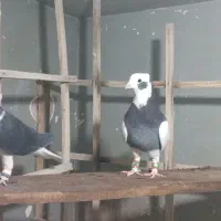 کبوتر رنگی|پرنده|تهران, شهرک علم و فناوری|دیوار