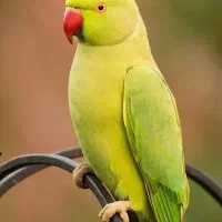 فروش یا معاوضه ملنگو ماده یک ساله