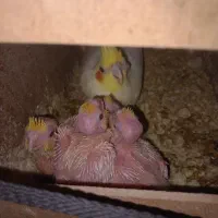 جفت‌ عروس هلندی چشم شرابی   مولد|پرنده|شوش, |دیوار