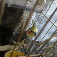 یک جفت عروس هلندی|پرنده|آبیک, |دیوار