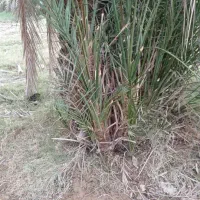 پاجوش سعمران