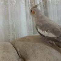 عروس هلندی نرو ماده همراه قفس