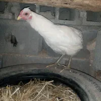 ۳ عدد مرغ تخم گذار توضیحات بخون