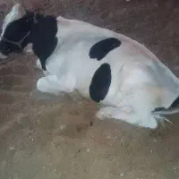 یک جفت گوساله نر وماده