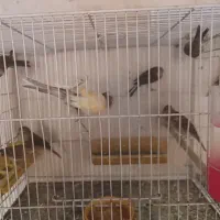 قناری|پرنده|فریمان, |دیوار