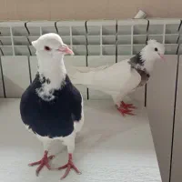 کبوتر طوقی(جفت)