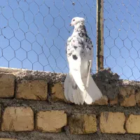 شازده هما سرور درجه۱|پرنده|قم, آزادگان|دیوار