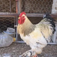خروس برهما