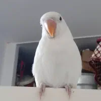 طوطی برزیلی