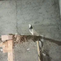 نرطوقی کرمانشاهی