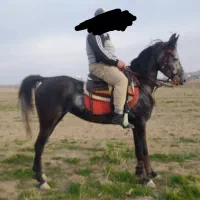 مادیان