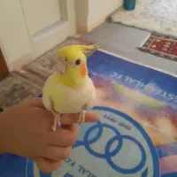 عروس هلندی