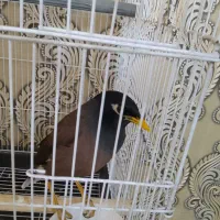 مرغ مینا افغانی سخنگو باهوش