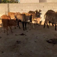 ۸راس گوساله ماده گاو قربانی