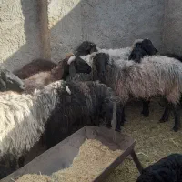 تعدای میش سوز ملحه بره دار قیمت توافقی|حیوانات مزرعه|رونیز, |دیوار