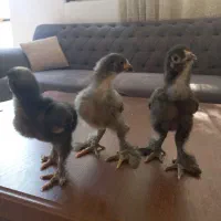 جوجه برهما بلک بلو کوکو|حیوانات مزرعه|مشهد, کارمندان دوم|دیوار