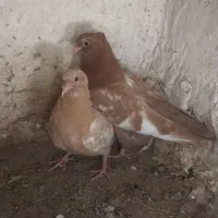 جوجه سینه ای