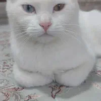 گربه ماده سفید با چشمان دو رنگ