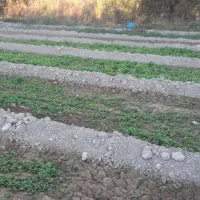 زمین ۸۳۰ متری|فروش زمین و ملک کلنگی|شهریار, دهشاد بالا|دیوار