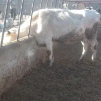 یک راس گاو اول شکم|حیوانات مزرعه|شیروان (خراسان), |دیوار