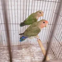 جوجه برزیلی دو عدد مشکل پا