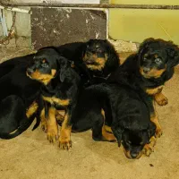 توله روتوایلر|سگ|تهران, جی|دیوار