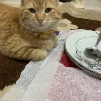 گربه میکس دی اس اچ و اسکاتیش|گربه|گرگان, |دیوار