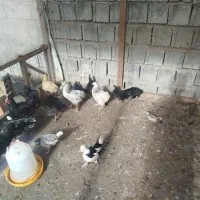 جوجه و نیمچه همه نژاد ها