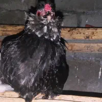 نیمچه خروس خال سوزنی و طوسی