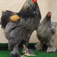 تخم مرغ برهما