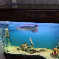 آروانا های بک بلو بیس|ماهی|تهران, افسریه جنوبی|دیوار